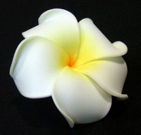 /album/nika-vaitiare-quot-danza-tahitiana-quot-/flor-tiare-blanca-jpg/